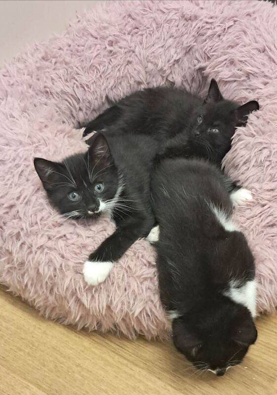 8 week old kittens male and female available now. - Image 3 of 4