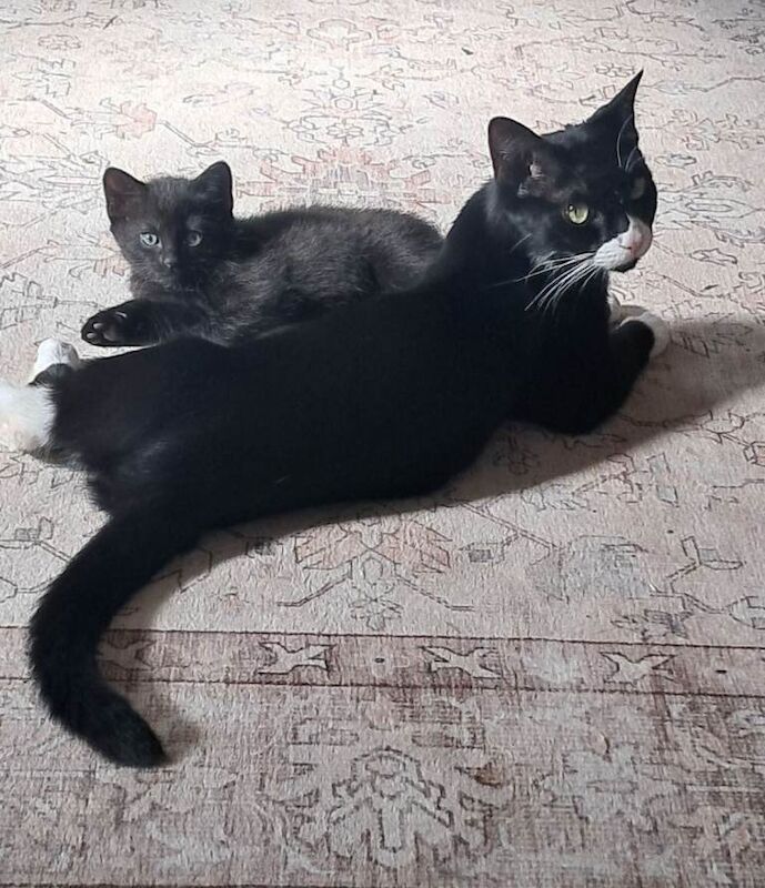 8 week old kittens male and female available now. - Image 4 of 4