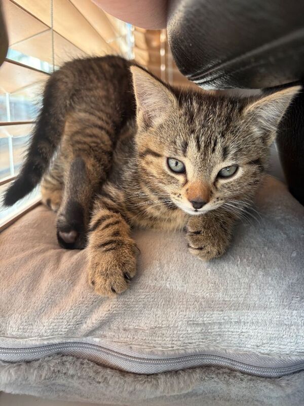 British Shorthair Kittens For Sale Under £300