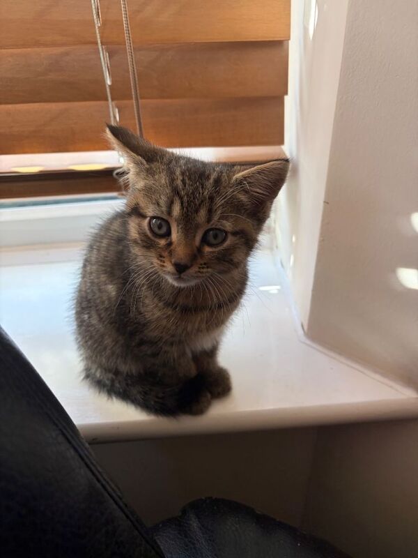 8 week old kittens ready 19/4/2026 - Image 2 of 3