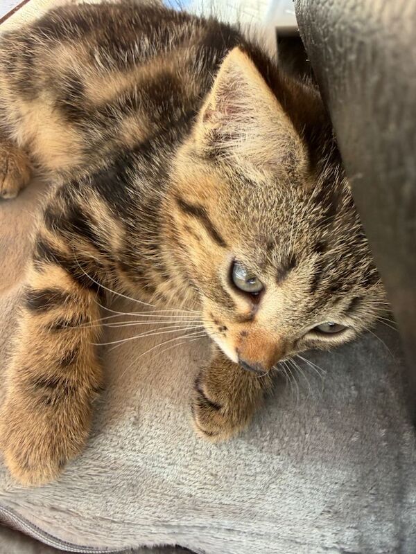 8 week old kittens ready 19/4/2026 - Image 3 of 3