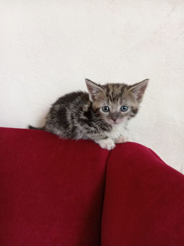 British Shorthair kittens for sale in Handsworth, West Midlands – 9 weeks old