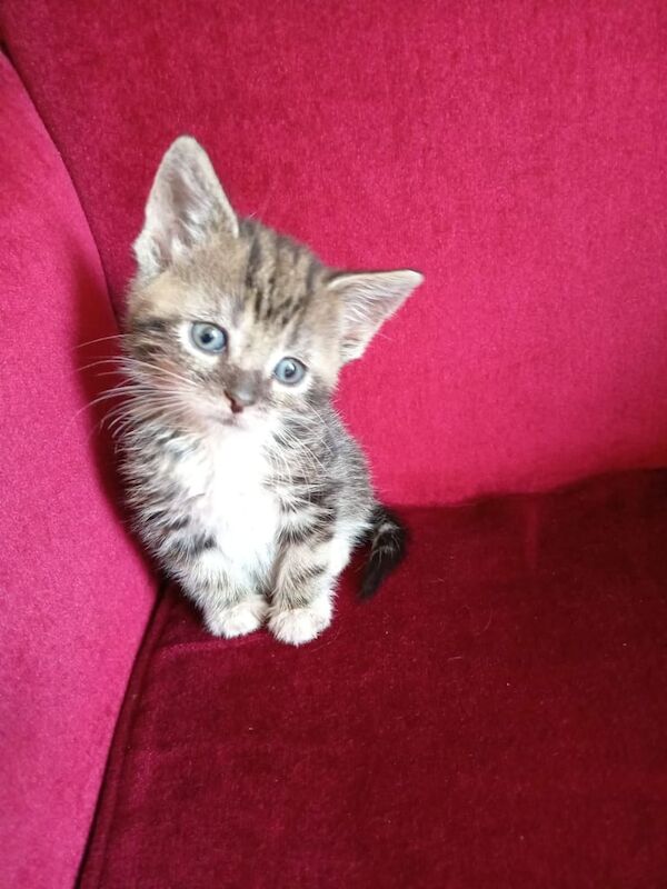 British Shorthair kittens for sale in Handsworth, West Midlands – 9 weeks old - Image 2 of 3