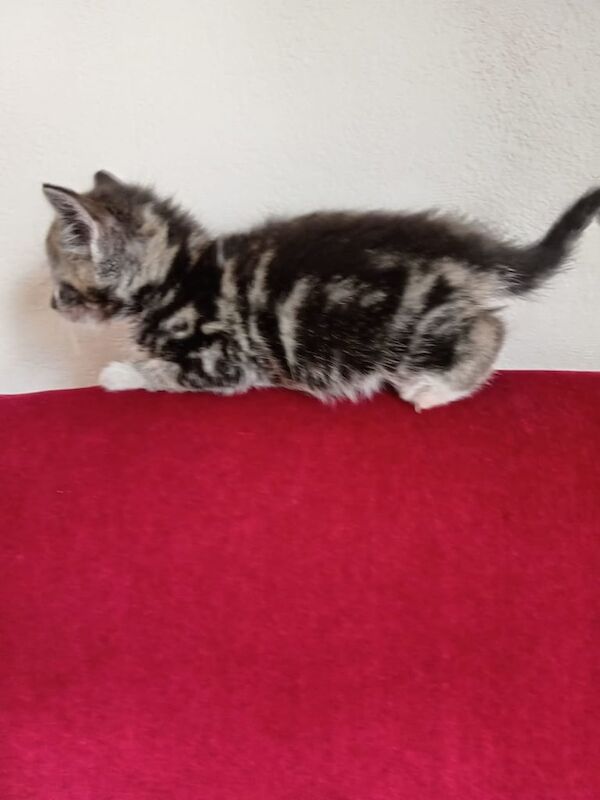 British Shorthair kittens for sale in Handsworth, West Midlands – 9 weeks old - Image 3 of 3