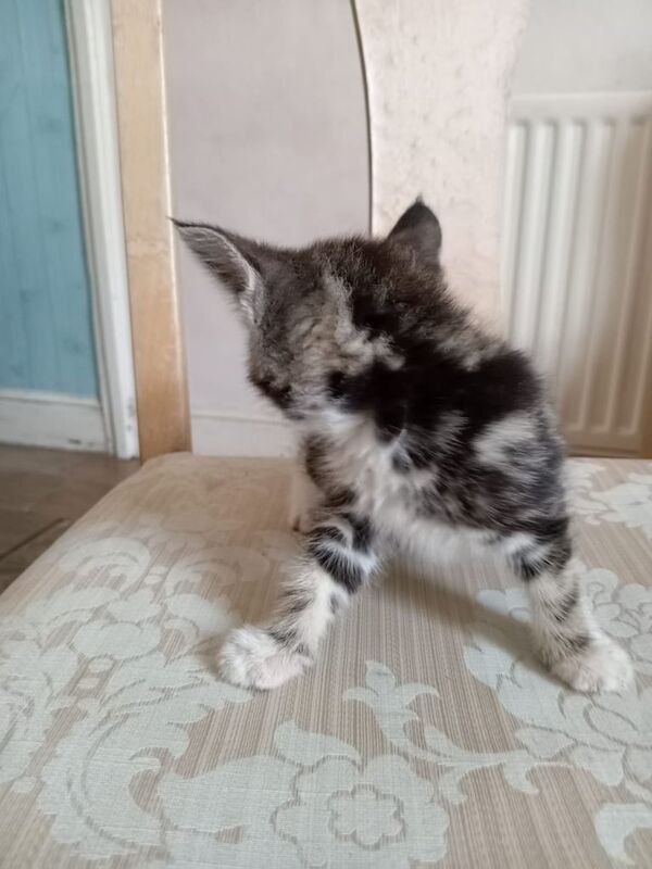 British Shorthair kittens for sale in Handsworth, West Midlands – 9 weeks old