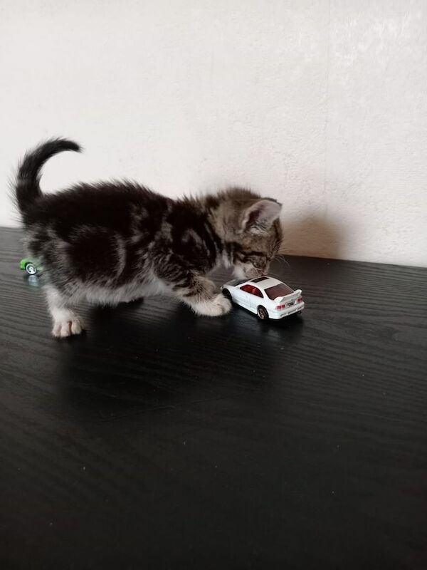 British Shorthair kittens for sale in Handsworth, West Midlands – 9 weeks old - Image 2 of 3