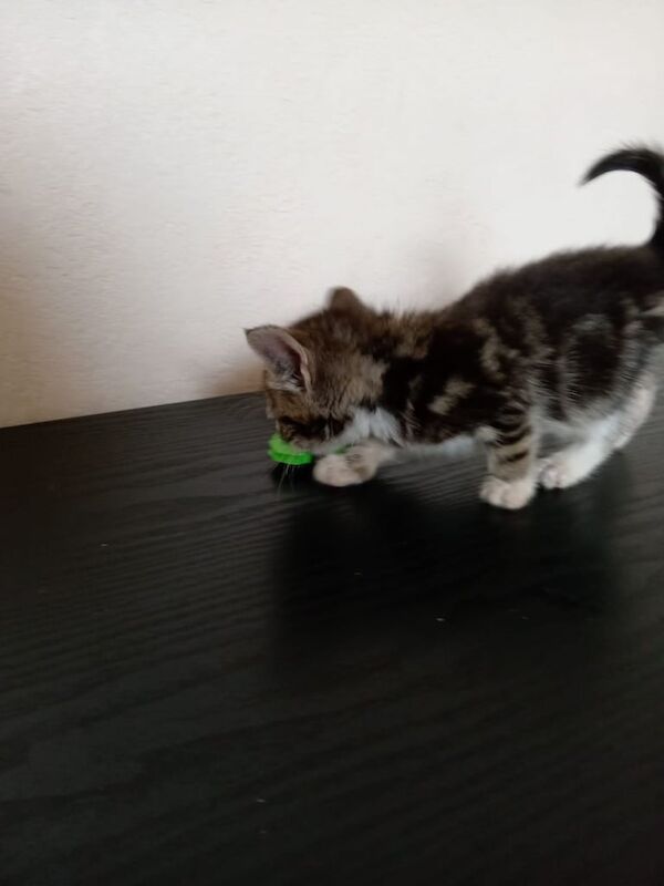 British Shorthair kittens for sale in Handsworth, West Midlands – 9 weeks old - Image 3 of 3