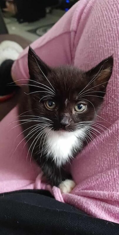British Shorthair kittens for sale in Moston, Greater Manchester – 8 weeks old