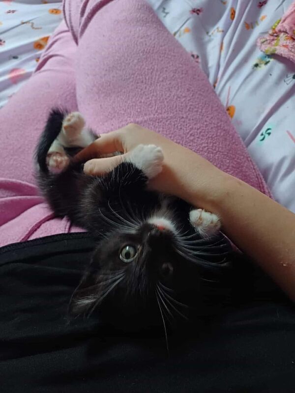 British Shorthair kittens for sale in Moston, Greater Manchester β 3 months old - Image 2 of 2