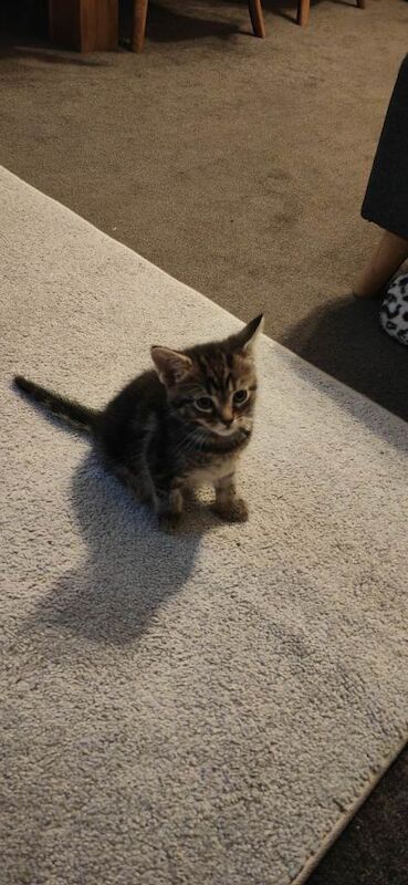 British Shorthair kittens for sale in Canning Town, London – 5 months old - Image 2 of 4