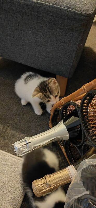 British Shorthair kittens for sale in Canning Town, London – 5 months old - Image 3 of 4