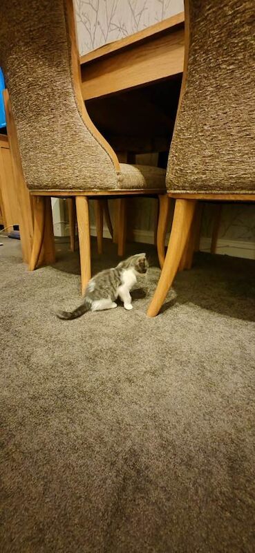 British Shorthair kittens for sale in Canning Town, London – 5 months old - Image 4 of 4