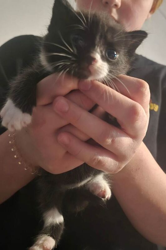 8 weeks old