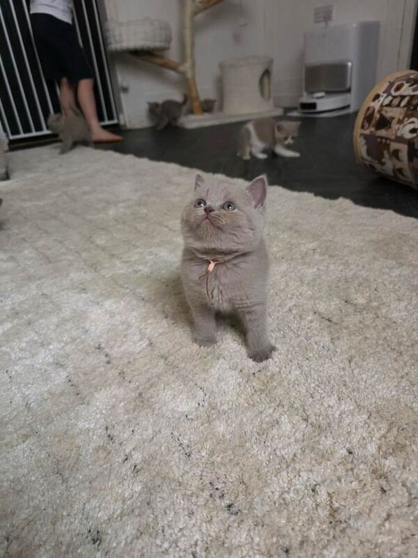 9 Beautiful British shorthairs