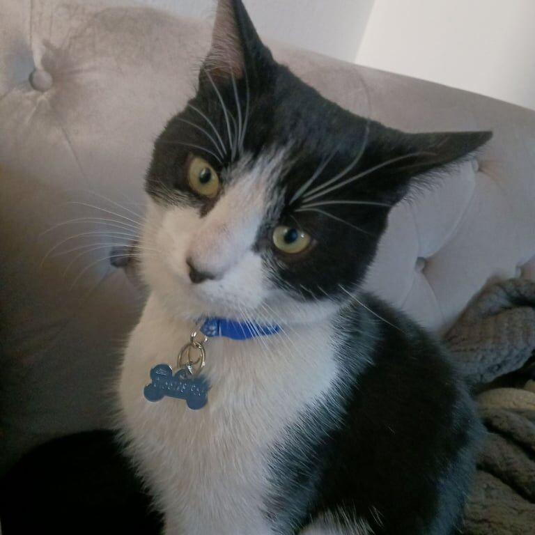 9 month black and white male cat needs a new home for sale in Dundee, City of Dundee