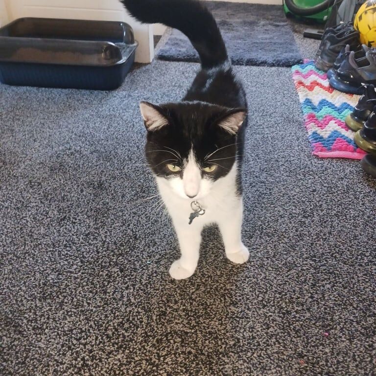 9 month black and white male cat needs a new home for sale in Dundee, City of Dundee | Image 2