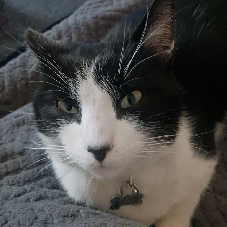 9 month black and white male cat needs a new home for sale in Dundee, City of Dundee | Image 3