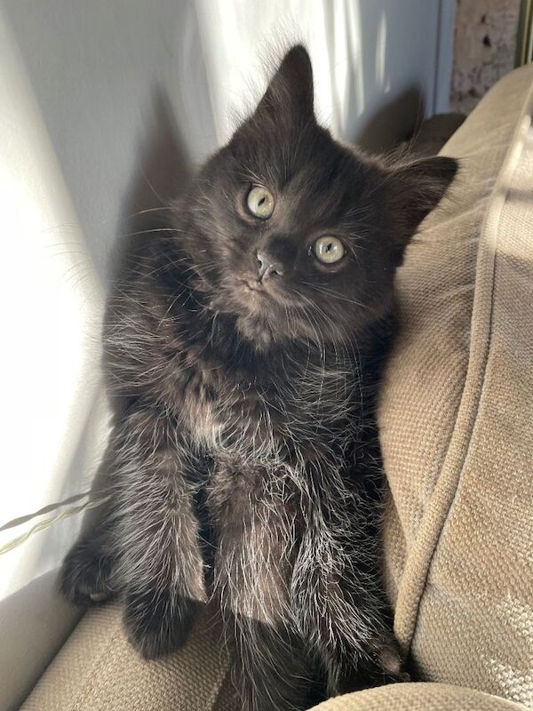 British Shorthair kittens for sale in Lewes, East Sussex – 12 weeks old