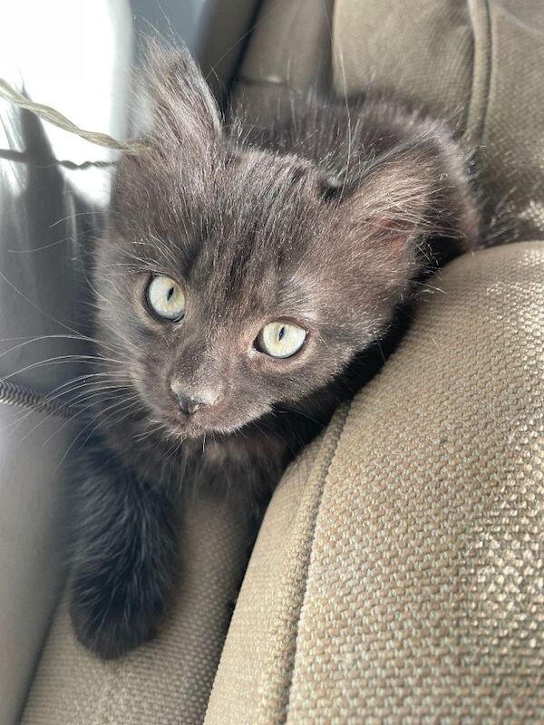 British Shorthair kittens for sale in Lewes, East Sussex – 10 weeks old - Image 2 of 5