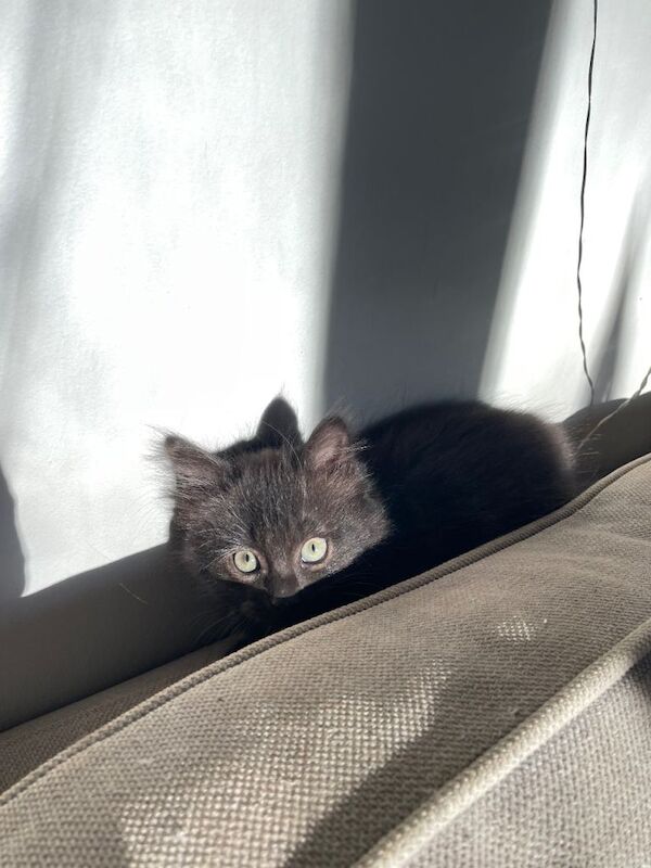 British Shorthair kittens for sale in Lewes, East Sussex – 10 weeks old - Image 3 of 5