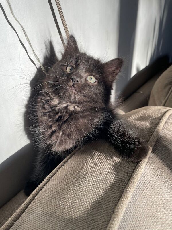 British Shorthair kittens for sale in Lewes, East Sussex – 10 weeks old - Image 4 of 5