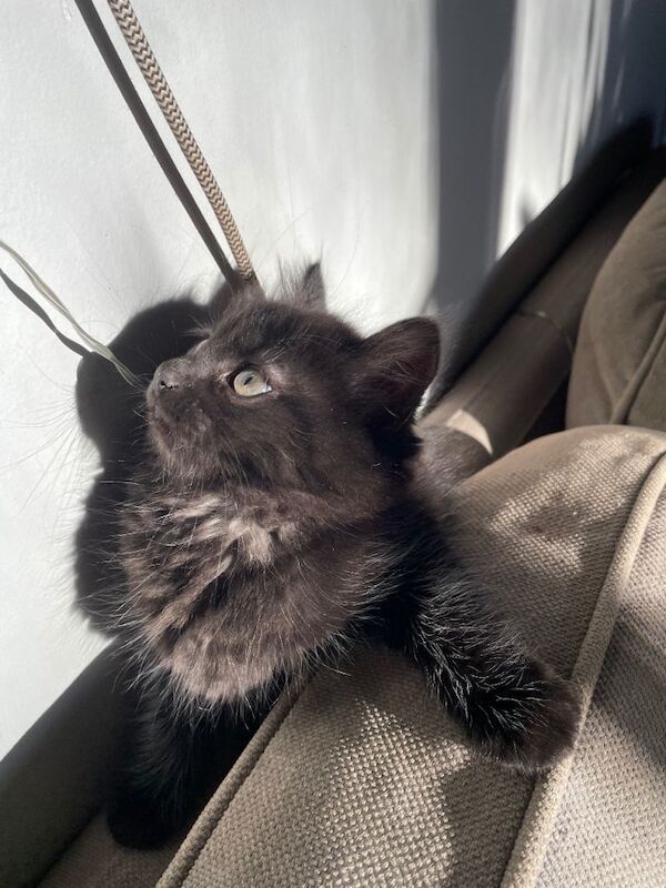 British Shorthair kittens for sale in Lewes, East Sussex – 10 weeks old - Image 5 of 5