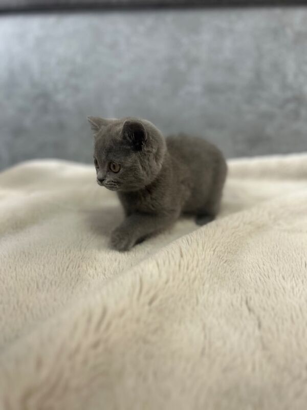 British Shorthair kittens for sale in Oldham, Greater Manchester – 10 weeks old