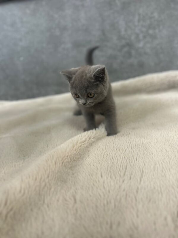 British Shorthair kittens for sale in Oldham, Greater Manchester – 10 weeks old - Image 2 of 2