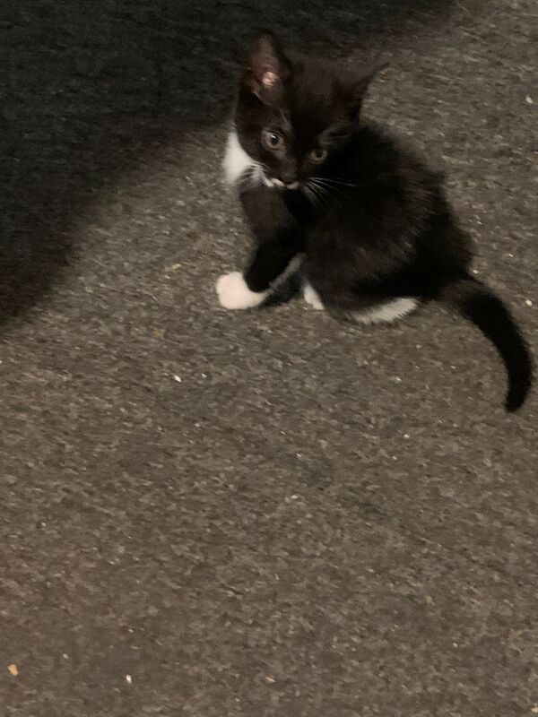 9 week old kitten