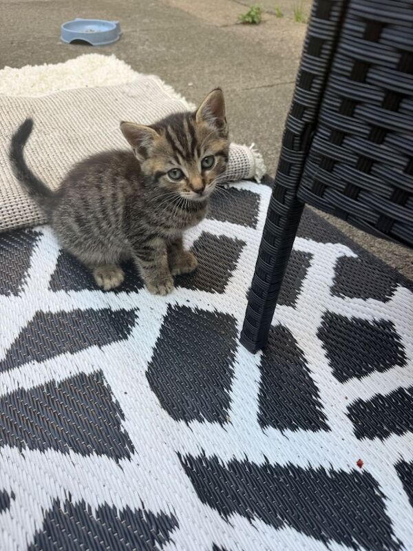 9 week old kittens