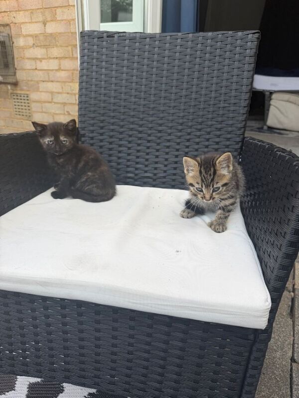 9 week old kittens - Image 2 of 5