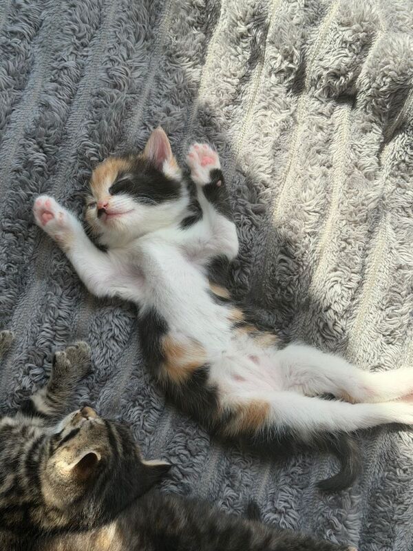 9 week old kittens - Image 3 of 5