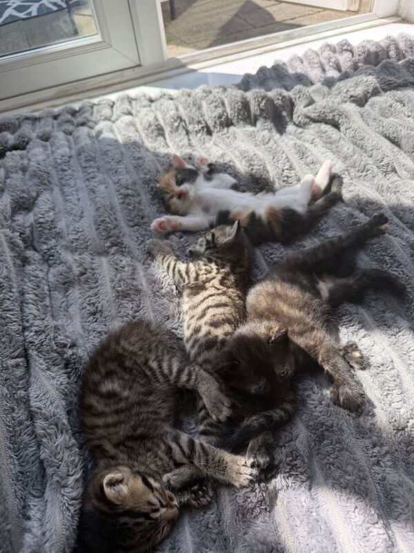 9 week old kittens - Image 4 of 5