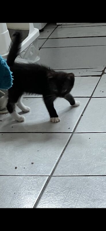 9 week old kittens ready to go now. - Image 2 of 3