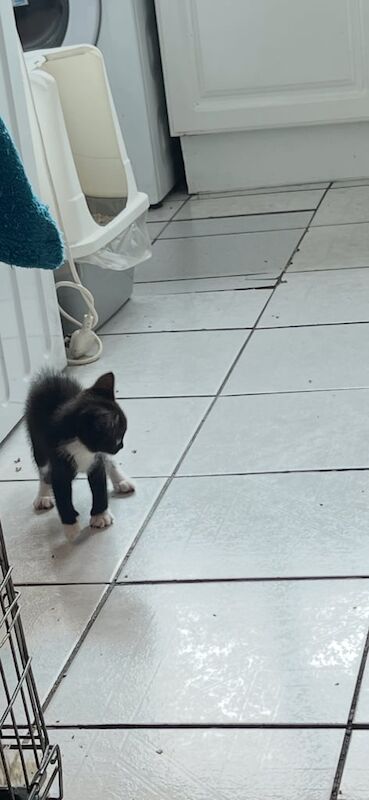 9 week old kittens ready to go now. - Image 3 of 3