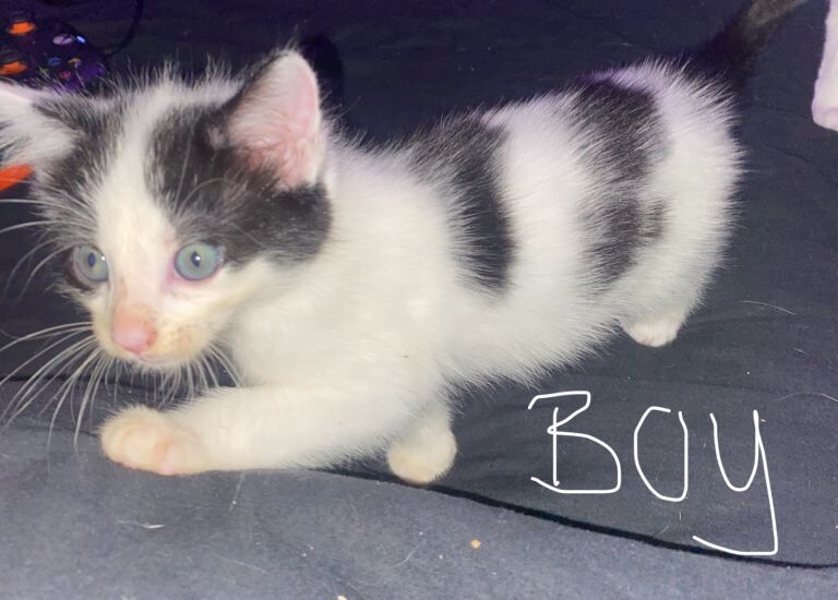 British Shorthair kittens for sale in Blackburn, Lancashire – 9 weeks old