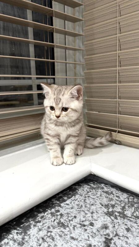 British Shorthair kittens for sale in Sandwell, West Midlands – 8 weeks old