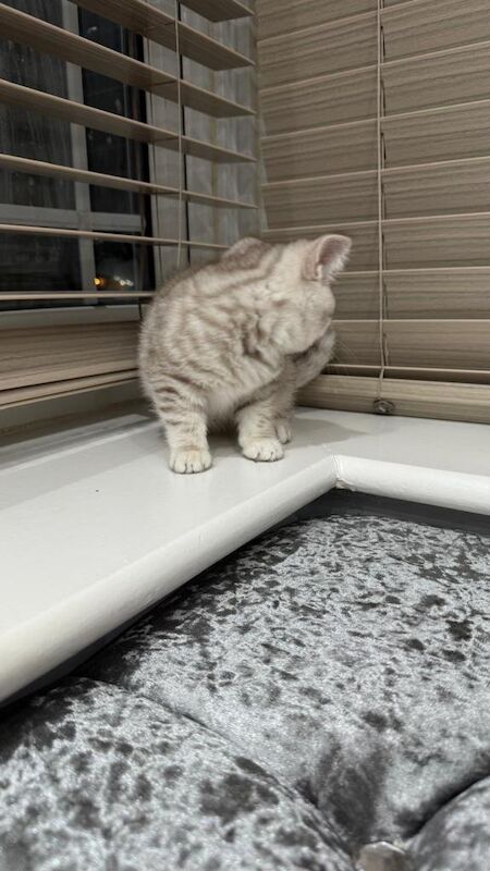 9 weeks British short hair - Image 2 of 4