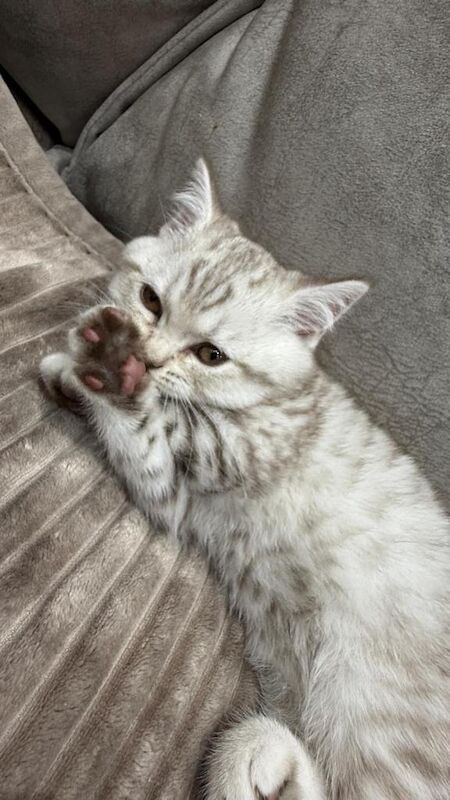 9 weeks British short hair - Image 3 of 4