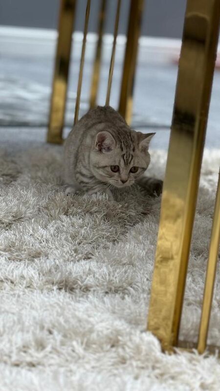 9 weeks British short hair - Image 4 of 4