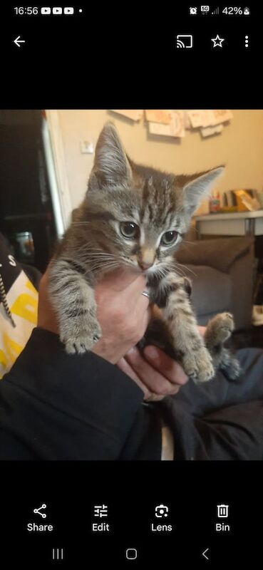 9 weeks kitten for sale in Holloway, Greater London