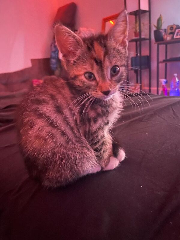 9 weeks old female kitten