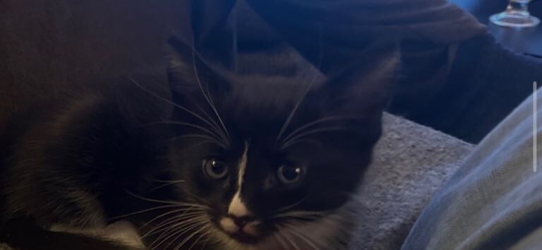 9 weeks old tuxedo kitten/cat Vaccinated