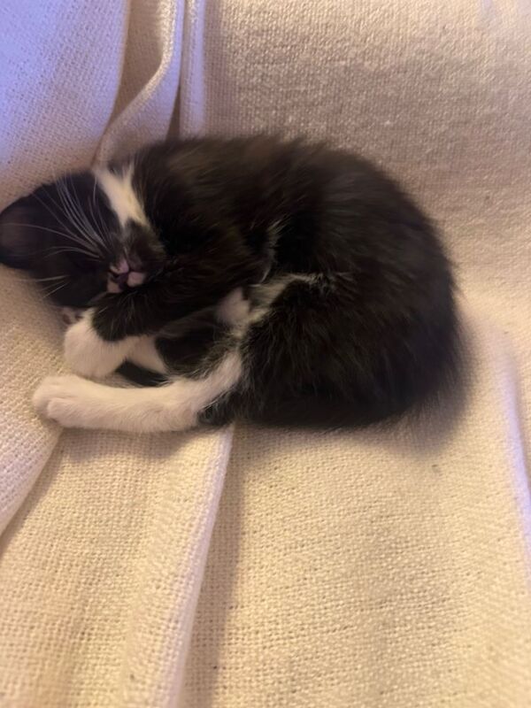 9 weeks old tuxedo kitten/cat Vaccinated - Image 2 of 4