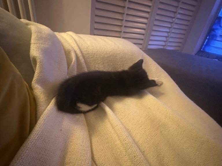 9 weeks old tuxedo kitten/cat Vaccinated - Image 3 of 4