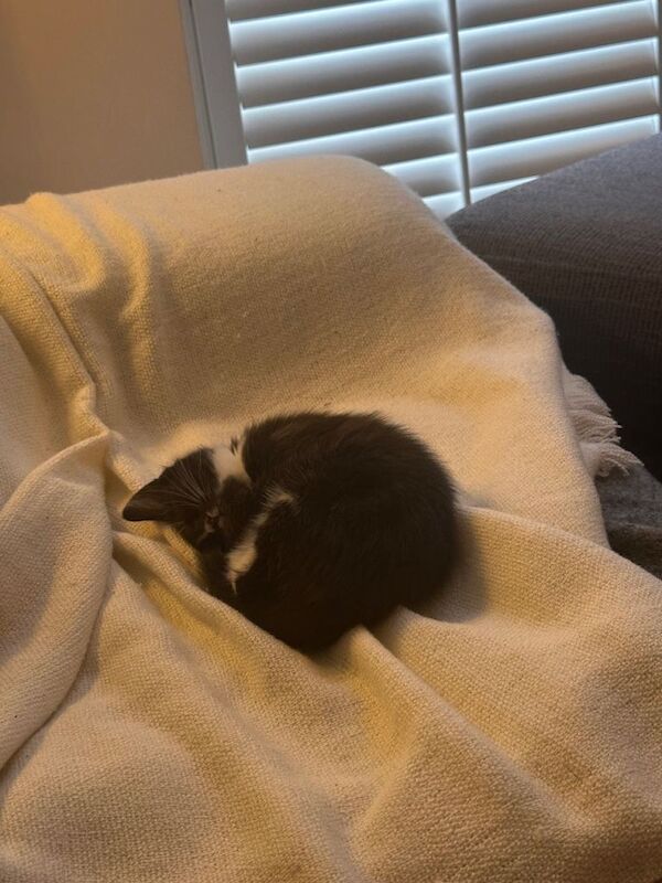 9 weeks old tuxedo kitten/cat Vaccinated - Image 4 of 4