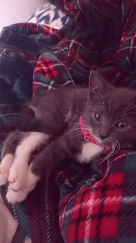 A female kitten looking for a home for sale in Paisley, Renfrewshire