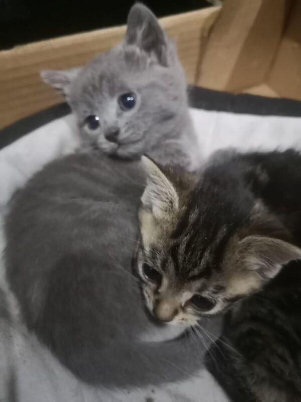 A tabby male and a grey female for sale in Norwich, Norfolk