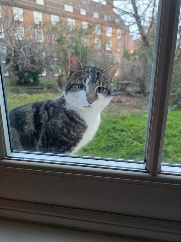 British Shorthair kittens for sale in Southwark, Greater London – 1 year old