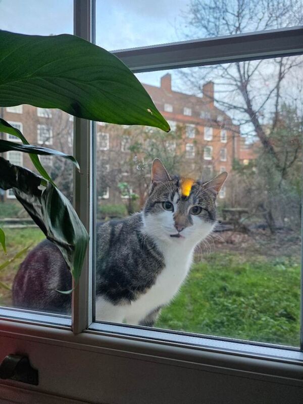 British Shorthair kittens for sale in Southwark, London – 1 year old - Image 2 of 3